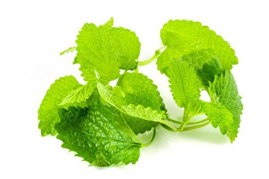 Isolated lemongrass melissa. Fresh lemon balm on white background.