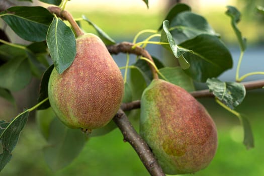 selective focus. Duchesse pear variety close-up. Home garden with fruit trees, green pears grow on a tree among the leaves. fresh fruit cultivation. High quality photo