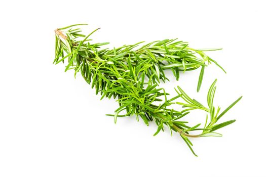 Rosemary isolated. Rosemary on white background.