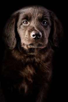 cute puppy portrait on black background. Hovawart breed. cute and funny young puppy