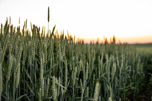 Green wheat ears growing on a agricultural field in a sunny day. Agriculture