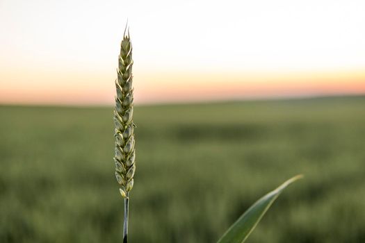 Green wheat ear growing on a agricultural field in a sunny day. Agriculture