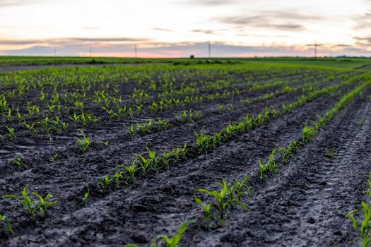Field with rows of young corn. Sunrise in the countryside.. Growing corn seedling sprouts on cultivated agricultural farm field under the sunset