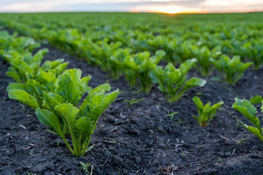 Close up young sugar beet leaves grows in the agricultural beet field in the evening sunset. Agriculture