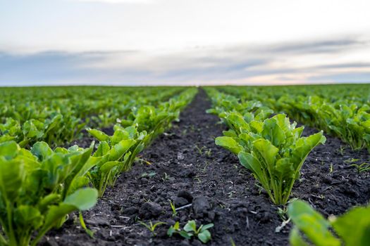 Close up young sugar beet leaves grows in the agricultural beet field in the evening sunset. Agriculture