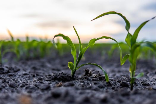 Young green maize corn in the agricultural cornfield in the evening sunset. Agriculture