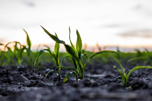 Young corn sprouts on agricultural field close up. Growing corn seedling sprouts on cultivated agricultural farm field under the sunset