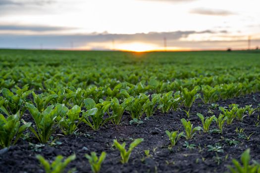 Young green sugar beet leaves in the agricultural beet field in the evening sunset. Agriculture