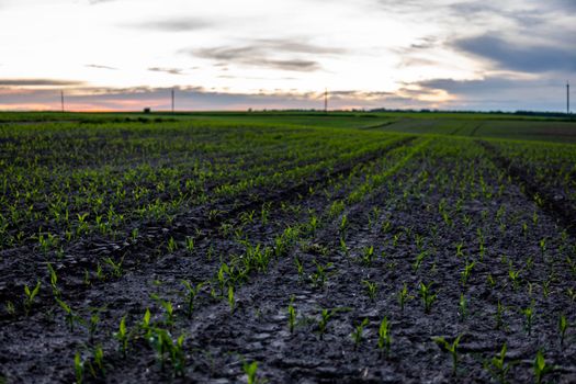 Field with rows of young corn. Sunrise in the countryside.. Growing corn seedling sprouts on cultivated agricultural farm field under the sunset