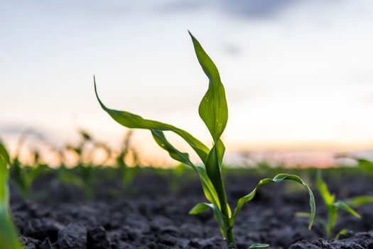 Young green maize corn in the agricultural cornfield in the evening sunset. Agriculture