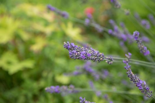 Banner. Lavender Field in the summer. Aromatherapy. Nature Cosmetics Gardening
