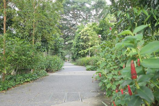 city parks with walkaway at early morning ,