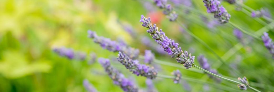 Banner. Lavender Field in the summer. Aromatherapy. Nature Cosmetics Gardening