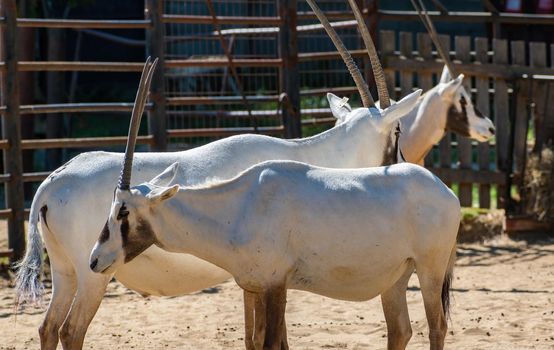 ZOO Hodonin - Nubian Adax, Adax antelope - Addax nasomaculatus