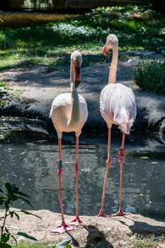 Pink flamingo two birds by the water. Hodonin Zoo, Czech Republic, South Moravia