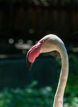 Pink flamingo, head and neck close-up. Hodonin Zoo, Czech Republic, South Moravia