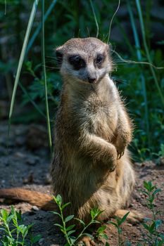 Hodonin Zoo, Czech Republic, South Moravia The Meercat (Suricata suricatta) on guard of his family