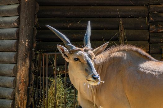Hodonin Zoo, Czech Republic, South Moravia Eland Antelope (Taurotragus oryx) at the hay tray