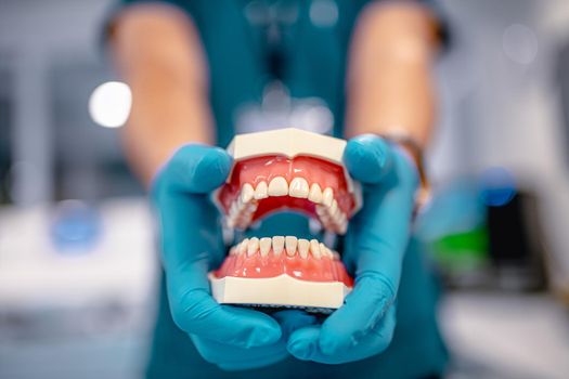 Human jaw for dentistry training. Close-up on a dental model, white plastic teeth in doctor hands in medical blue gloves. Selective focus