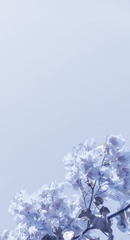 Flower background, spring nature and botanical beauty concept - Blue floral composition