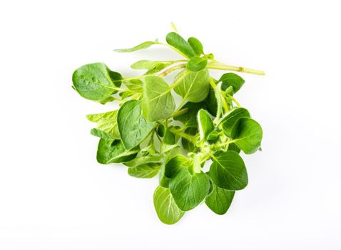 Fresh oregano (origanum vulgare) on white background.