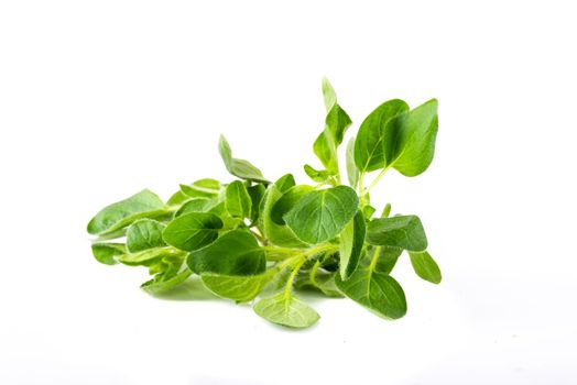 Fresh oregano (origanum vulgare) on white background.