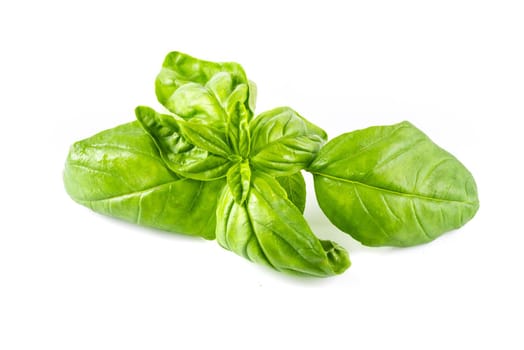 Fresh basil (ocimum basilicum) on white background.