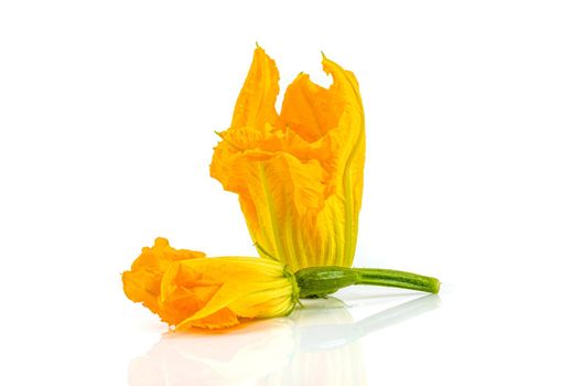 fresh and healthy zucchini flower on white background