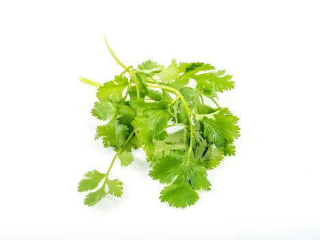 Fresh green vegan vitamin parsley isolated on white background