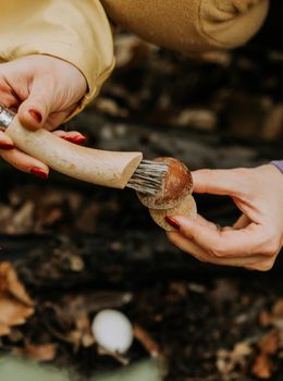 Picker removing dirt with special brush from mushroom. Small fungus at fallen leaves in autumn. Popular Boletus Edilus in natural forest habitat. High quality photo