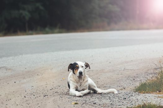dog that has lost its owner lies on the side of the road, home pet