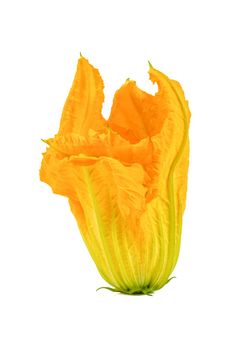 fresh and healthy zucchini flower on white background
