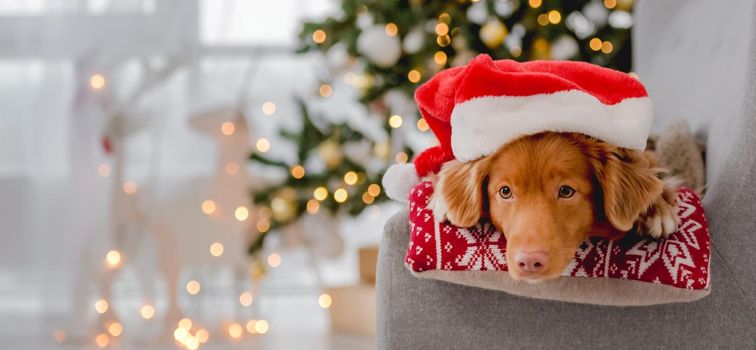Toller retriever dog in Christmas time wearing Santa hat lying on sofa at home with New Year festive decoration. Doggy pet and Xmas atmosphere