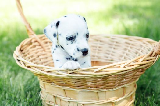 beautiful dalmatian puppy outdoors in summer, sleeping in straw basket outside in the park