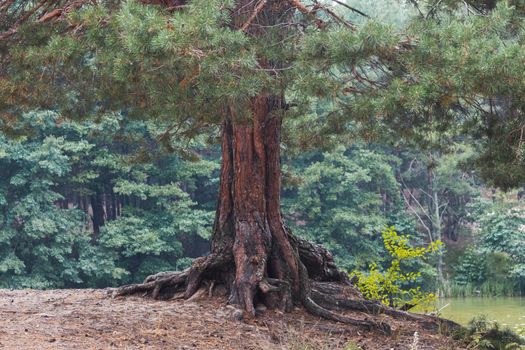 powerful tree stands on the shore of the lake, wildlife