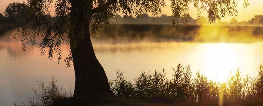 sunrise over the lake in the fog, wildlife