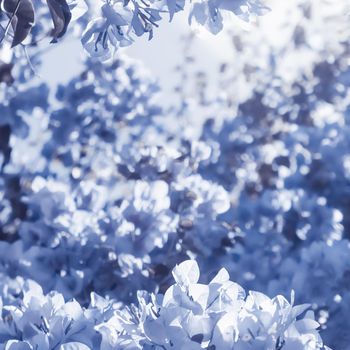 Flower background, spring nature and botanical beauty concept - Blue floral composition