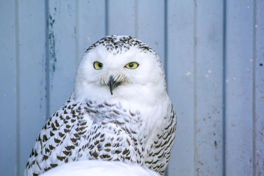 Owls in a cage at the zoo. Owl outdoors. A cute owl sits on a branch. Zoo with a collection of different species of owls and birds. A cute bird enjoying the first days of spring.