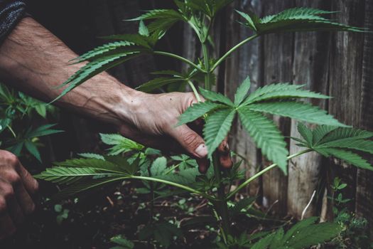 Agronomist and hemp. Industrial cultivation of hemp on a farm. Manufacture of oil and threads. Hands holding a cannabis bush.