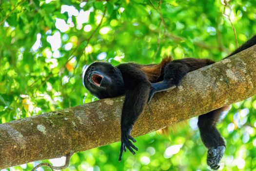 Mantled howler (Alouatta palliata) or golden-mantled howling monkey roars hanged on tree, Curu Wildlife Reserve, Costa Rica wildlife