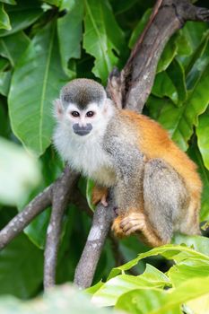 Central American squirrel monkey (Saimiri oerstedii), Quepos, Costa Rica wildlife