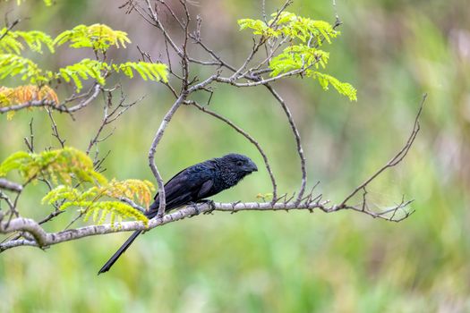 Black bird, groove-billed ani (Crotophaga sulcirostris), tropical bird in the cuckoo family, Guanacaste Costa Rica