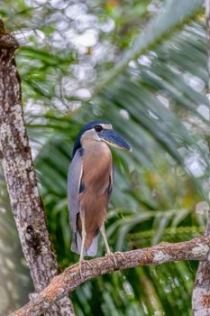 Boat-billed heron (Cochlearius cochlearius) hidden in mangrove swamps in river Tarcoles. Wildlife and birdwatching in Costa Rica.