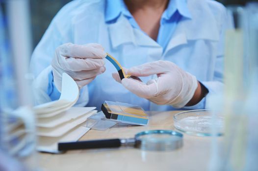 Cropped view of a scientist in lab coat and protective medical gloves, holding PH indicator strip, litmus or reagent paper for measuring alkalinity and acidity. Loupe, labware on table in laboratory