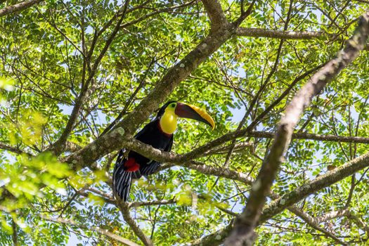 big beautiful bird, yellow-throated toucan (Ramphastos ambiguus) perched on tree in natural habitat, Carara National Park - Tarcoles, Wildlife and birdwatching in Costa Rica.