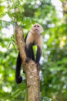 Colombian white-faced capuchin (Cebus capucinus) on tree, Manuel Antonio National Park, Costa Rica wildlife