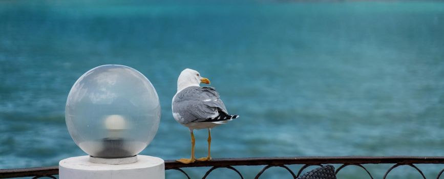 Seagull sits on an iron fence against the background of the sea