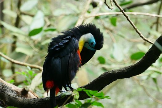 toucan bird in natural setting in singapore ,