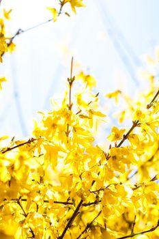 Nature in spring, wedding invitation and floral composition concept - Beautiful yellow flowers and blue sky as background