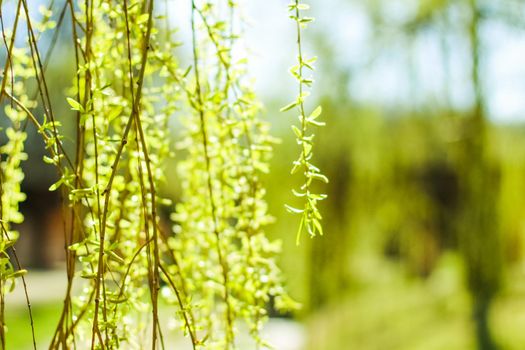 Natural environment, botanical textures and bioenergy concept - Green leaves in springtime, nature background